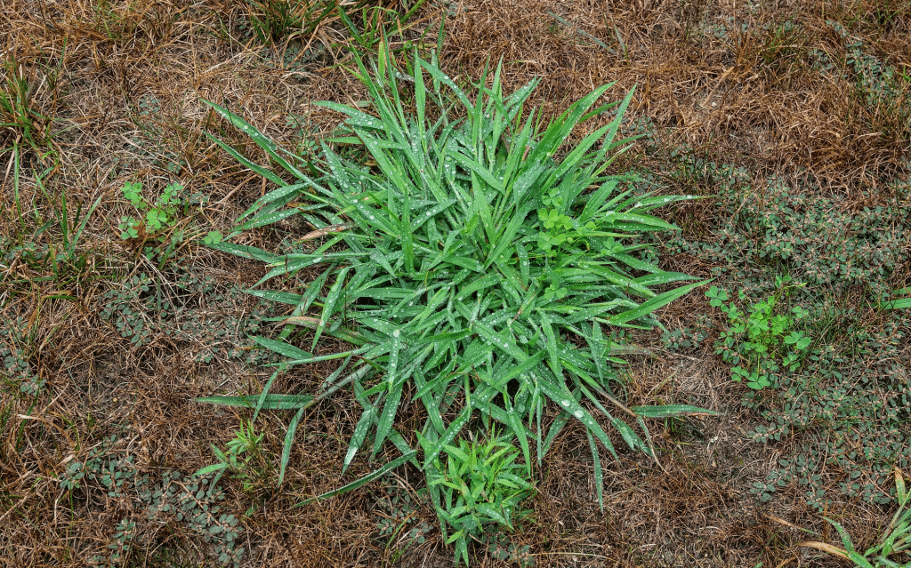 Crabgrass leaves are highly distinctive and feature long wiry seed head stems