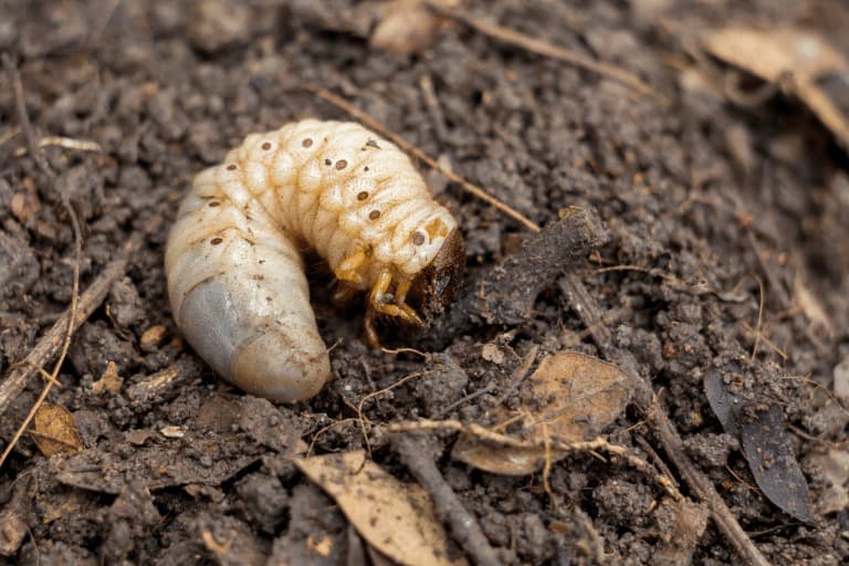 How to Detect Grub Worms