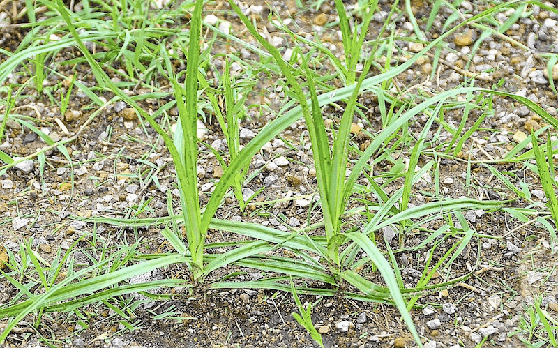 Nut grass grows to a height of around 50cm