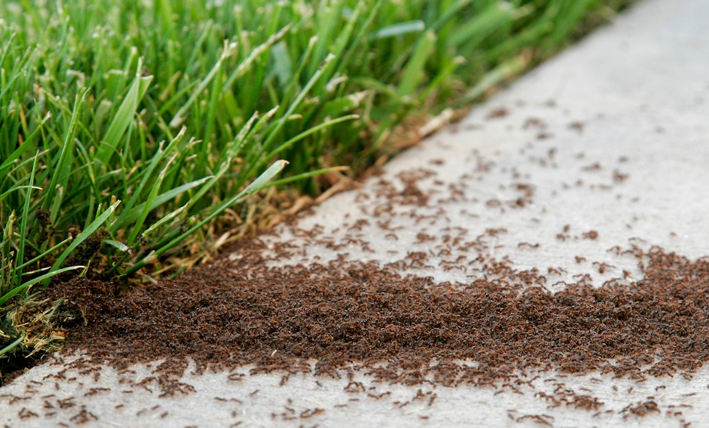 How To Protect Your Lawn From Grass Mites