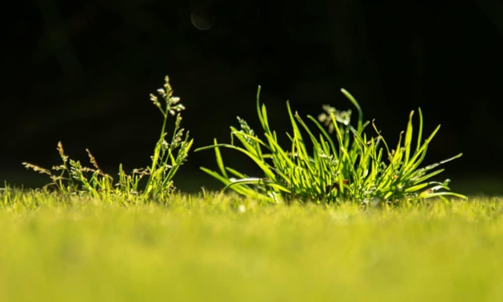 Winter Grass Poa annua - How to kill
