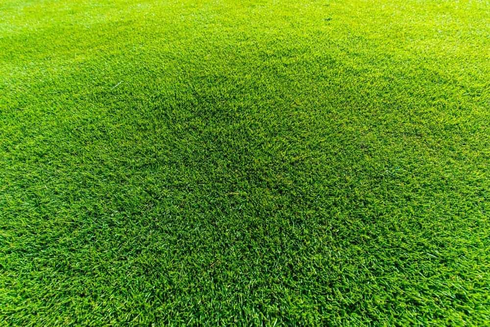 Tiftuf grass has dense growth