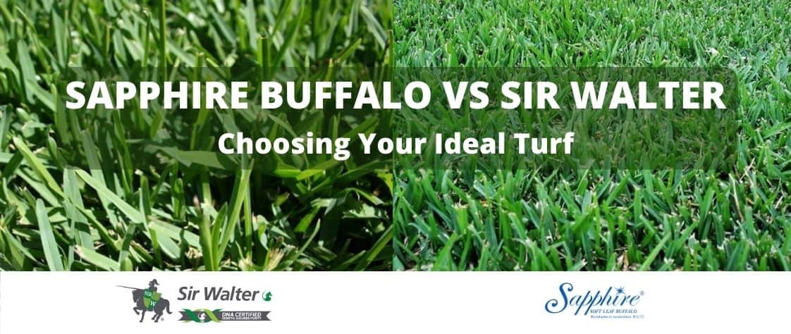 Sapphire Buffalo vs Sir Walter